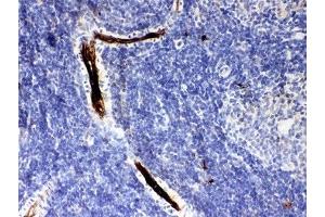 IHC-P: Alpha 1 Antitrypsin antibody testing of rat spleen tissue