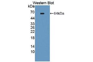 Western blot analysis of the recombinant protein. (TEK anticorps  (AA 44-341))