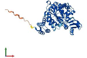 AlphaFold protein structure predicition of Mouse Recombinant Tymp Protein, UniprotID Q99N42