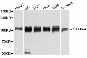 Western blot analysis of extracts of various cell lines, using KIAA1524 antibody (ABIN6290969) at 1:3000 dilution. (KIAA1524 anticorps)