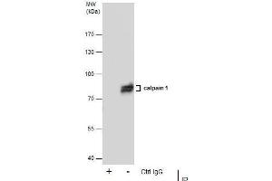 IP Image Immunoprecipitation of Calpain 1 protein from A431 whole cell extracts using 5 μg of Calpain 1 antibody [N3C2], Internal, Western blot analysis was performed using Calpain 1 antibody [N3C2], Internal, EasyBlot anti-Rabbit IgG  was used as a secondary reagent. (CAPN1 anticorps)