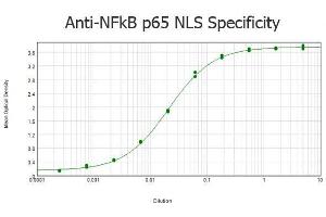 ELISA results of purified Rabbit anti-NFkB p65 NLS Specific Antibody tested against BSA-conjugated peptide of immunizing peptide.