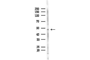 anti-Paraspeckle Component 1 (PSPC1) (C-Term) antibody