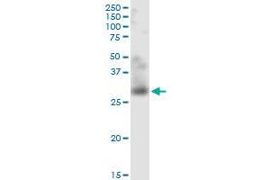TNFSF12 monoclonal antibody (M01), clone 4H3. (TWEAK anticorps  (AA 49-134))