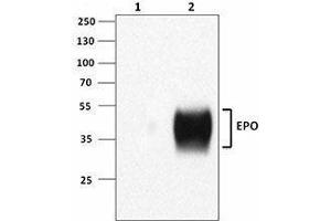 Western Blotting (WB) image for anti-Erythropoietin (EPO) antibody (ABIN2664955)