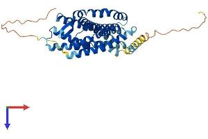 AlphaFold protein structure predicition of Human Recombinant CXCR4 Protein, UniprotID P61073