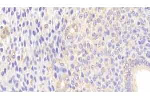 Detection of MUC5B in Mouse Uterus Tissue using Polyclonal Antibody to Mucin 5 Subtype B (MUC5B)