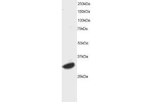 Image no. 1 for anti-Activating Transcription Factor 7 (AFT7) (C-Term) antibody (ABIN374136) (AFT7 anticorps  (C-Term))