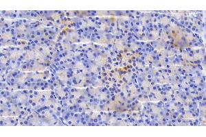 Detection of SDF2L1 in Human Pancreas Tissue using Polyclonal Antibody to Stromal Cell Derived Factor 2 Like Protein 1 (SDF2L1) (SDF2L1 anticorps  (AA 29-213))