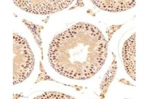 Immunohistochemistry analysis of paraffin-embedded mouse testis using,DAZAP1 (ABIN7073691) at dilution of 1: 6000