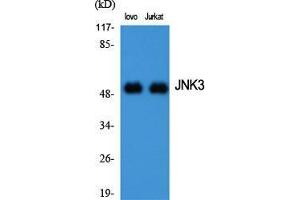 Western Blot (WB) analysis of specific cells using JNK3 Polyclonal Antibody.