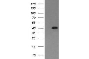 Image no. 1 for anti-Mitogen-Activated Protein Kinase 13 (MAPK13) antibody (ABIN1499962) (MAPK13 anticorps)