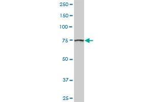 GOLGA5 MaxPab rabbit polyclonal antibody.