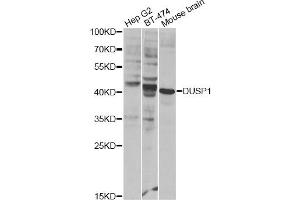Western blot analysis of extracts of various cell lines, using DUSP1 Antibody (ABIN1872372) at 1:300 dilution. (DUSP1 anticorps)