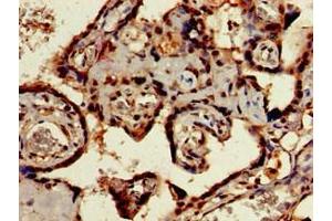 Immunohistochemistry of paraffin-embedded human placenta tissue using ABIN7169566 at dilution of 1:100