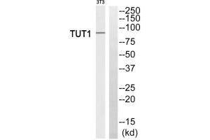 Western blot analysis of extracts from 3T3 cells, using TUT1 antiobdy. (TUT1 anticorps)