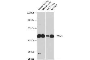 Western blot analysis of extracts of various cell lines using TOM1 Polyclonal Antibody at dilution of 1:3000. (TOM1 anticorps)