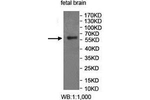 Western blot analysis of fetal brain lysate, using FUCA2 antibody. (FUCA2 anticorps  (AA 312-467))