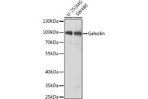 Western blot analysis of extracts of various cell lines, using Gelsolin antibody (ABIN3017054, ABIN3017055, ABIN3017056 and ABIN6219932) at 1:1000 dilution. (Gelsolin anticorps  (AA 543-782))