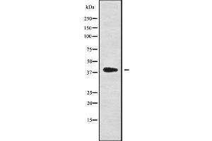 Western blot analysis of WNT8A using HepG2 whole cell lysates