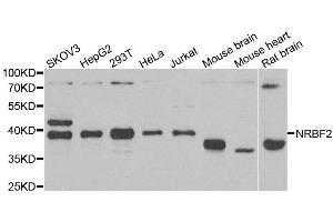Western blot analysis of extracts of various cell lines, using NRBF2 antibody. (NRBF2 anticorps)