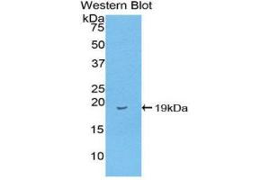 Western Blotting (WB) image for anti-Fatty Acid Binding Protein 2, Intestinal (FABP2) (AA 2-132) antibody (ABIN3208390) (FABP2 anticorps  (AA 2-132))