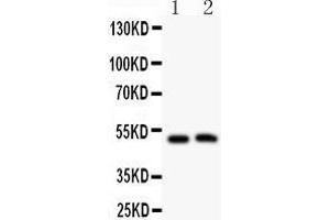 Anti- MIP antibody, Western blotting All lanes: Anti MIP  at 0. (Mip (AA 246-263), (C-Term) anticorps)