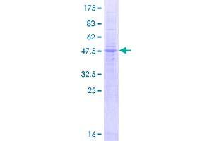 Image no. 1 for Lysosomal Protein Transmembrane 4 alpha (LAPTM4A) (AA 1-233) protein (GST tag) (ABIN7477815)