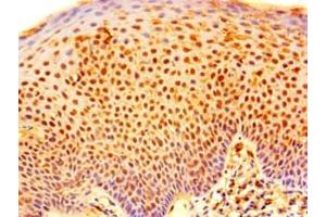 Immunohistochemistry of paraffin-embedded human tonsil tissue using ABIN7151164 at dilution of 1:100