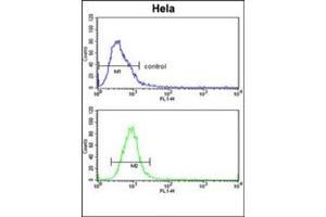 Flow cytometric analysis of Hela cells using Glypican-1 / GPC1Antibody (N-term) Cat. (GPC1 anticorps  (N-Term))