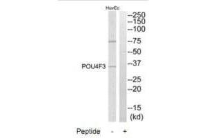 Western blot analysis of extracts from HuvEc cells, using POU4F3 antibody.