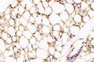 Immunohistochemistry analysis of paraffin-embedded rat white fat using,GPR120 (ABIN7074942) at dilution of 1: 2000 (O3FAR1 anticorps)