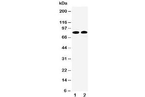 Western blot testing of Calpain 1 antibody and Lane 1:  HT1080