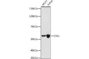 Western blot analysis of extracts of various cell lines, using Chk1 antibody (ABIN1680915, ABIN7101643, ABIN7101644 and ABIN7101645) at 1:1000 dilution.