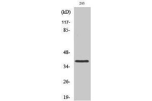 Western Blotting (WB) image for anti-Moloney Sarcoma Oncogene (MOS) (Internal Region) antibody (ABIN3185619) (MOS anticorps  (Internal Region))