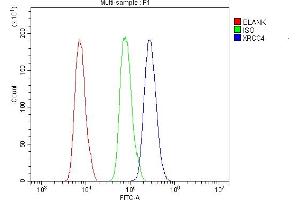 Flow Cytometry analysis of ANA-1 cells using anti-XRCC4 antibody (ABIN7599055).