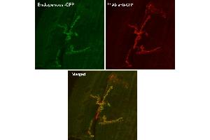 Immunofluorescence (IF) image for anti-Green Fluorescent Protein (GFP) antibody (ABIN1440019) (GFP anticorps)