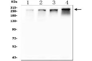 Western blot analysis of NUP214 using anti-NUP214 antibody (ABIN7601473).