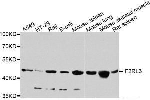 Western blot analysis of extracts of various cell lines, using F2RL3 antibody. (F2RL3 anticorps)