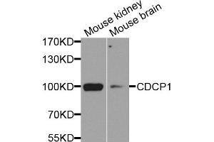 Western blot analysis of extract of mouse kidney and mouse brain cells, using CDCP1 antibody. (CDCP1 anticorps)