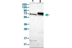 Western Blot analysis with TOMM70A polyclonal antibody . (TOM70 anticorps  (AA 383-512))