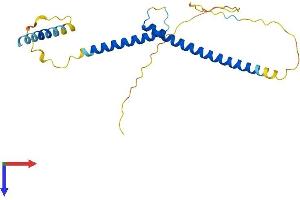 AlphaFold protein structure predicition of Human Recombinant MXD1 Protein, UniprotID Q05195