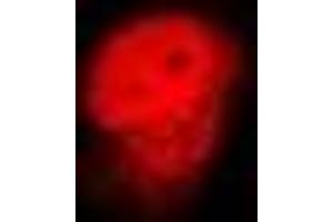 Immunofluorescent analysis of Lamin B2 staining in U2OS cells.