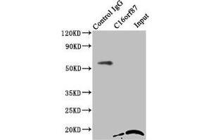 Immunoprecipitating C16orf87 in HepG2 whole cell lysate Lane 1: Rabbit control IgG instead of ABIN7175045 in HepG2 whole cell lysate. (C16ORF87 anticorps  (AA 1-154))