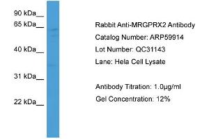 WB Suggested Anti-MRGPRX2  Antibody Titration: 0.