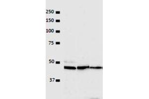 VRK1 anticorps  (N-Term)