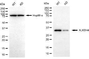 Western blotting analysis using ALKBH4 antibody (ABIN7797581).