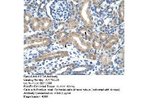 Human kidney (HIF3A anticorps  (C-Term))