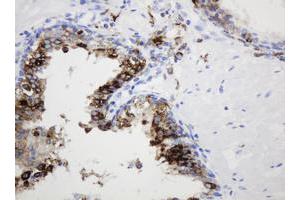 Image no. 3 for anti-Sex Determining Region Y (SRY) antibody (ABIN1501140) (SRY anticorps)