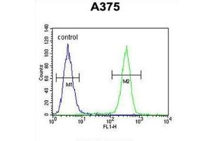 Flow Cytometry (FACS) image for anti-Actin-Related Protein 2 (ACTR2) antibody (ABIN3002672) (ACTR2 anticorps)